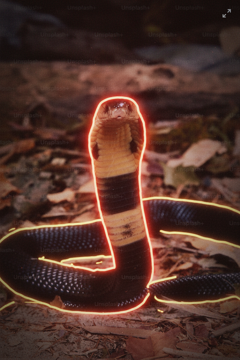 Decode Camera HUD overlay on a cobra in a hooded threat posture on leaf litter, orange outline tracing the snake and its coiled body